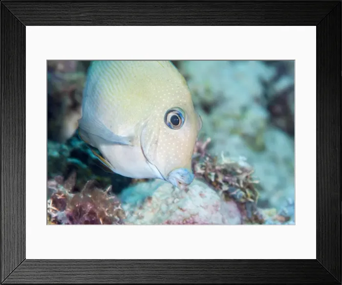 Framed Print : Blue lined surgeonfish (Acanthurus nigroris), Sulawesi, Indonesia, Southeast Asia, Asia