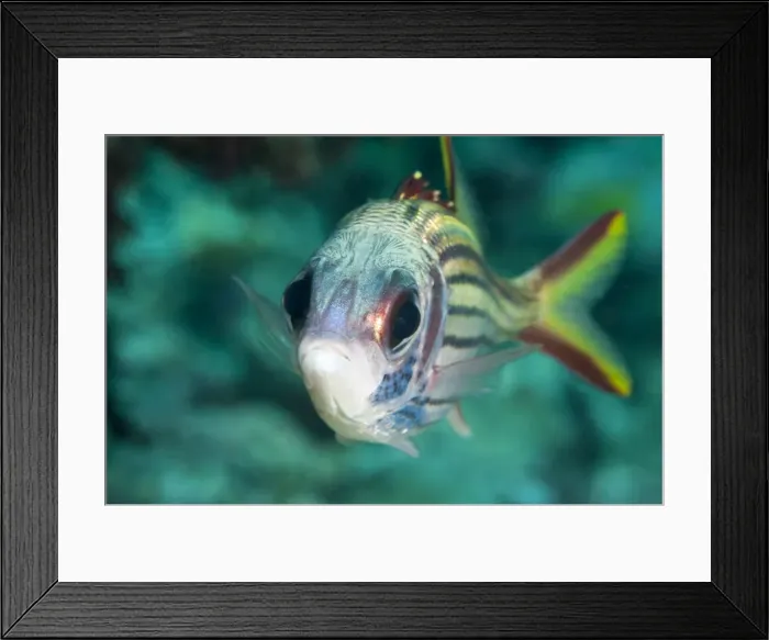 Framed Print : Redcoat squirrelfish (Sargocentron rubrum), Sulawesi, Indonesia, Southeast Asia, Asia Framed Print : Redcoat squirrelfish (Sargocentron rubrum), Sulawesi, Indonesia, Southeast Asia, Asia