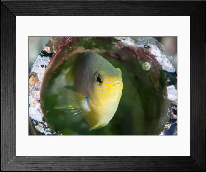 Framed Print : Golden damsel fish (Amblyglyphidodon aureus) in a coral encrusted bottle, Sulawesi, Indonesia, Southeast Asia, Asia Framed Print : Golden damsel fish (Amblyglyphidodon aureus) in a coral encrusted bottle, Sulawesi, Indonesia, Southeast Asia, Asia