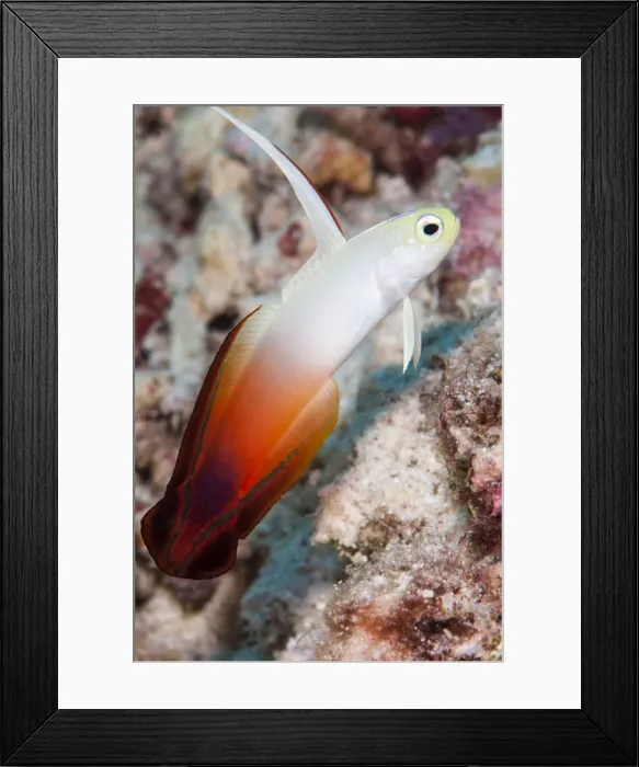 Framed Print : Fire dartfish (Nemateleotris magnifica), Sulawesi, Indonesia, Southeast Asia, Asia Framed Print : Fire dartfish (Nemateleotris magnifica), Sulawesi, Indonesia, Southeast Asia, Asia