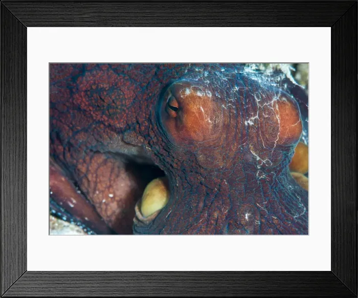 Framed Print : Octopus (Octopus cyanea), Sulawesi, Indonesia, Southeast Asia, Asia Framed Print : Octopus (Octopus cyanea), Sulawesi, Indonesia, Southeast Asia, Asia