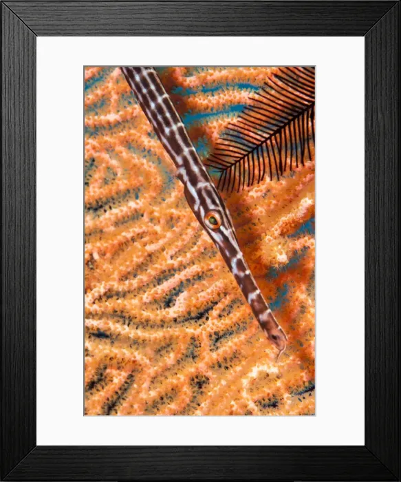 Framed Print : Trumpetfish (Aulostomidae), Sulawesi, Indonesia, Southeast Asia, Asia Framed Print : Trumpetfish (Aulostomidae), Sulawesi, Indonesia, Southeast Asia, Asia