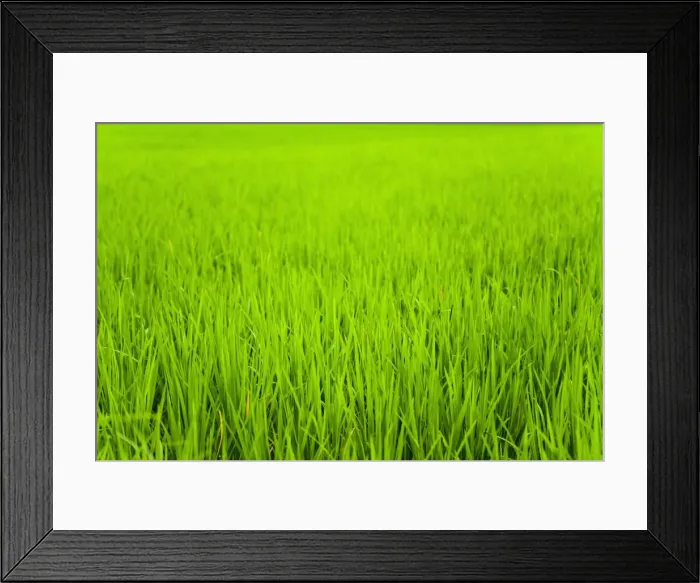 Framed Print : Rice paddy field close up in Ubud, Bali, Indonesia, Southeast Asia, Asia Framed Print : Rice paddy field close up in Ubud, Bali, Indonesia, Southeast Asia, Asia