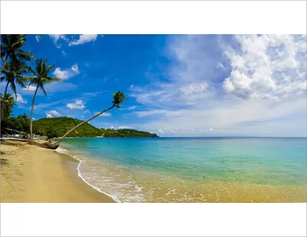 Panorama of an overhanging palm tree at Nippah Beach on tropical Lombok Island, Indonesia, Southeast Asia, Asia