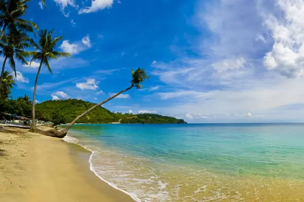 Panorama of an overhanging palm tree at Nippah Beach on tropical Lombok Island, Indonesia, Southeast Asia, Asia