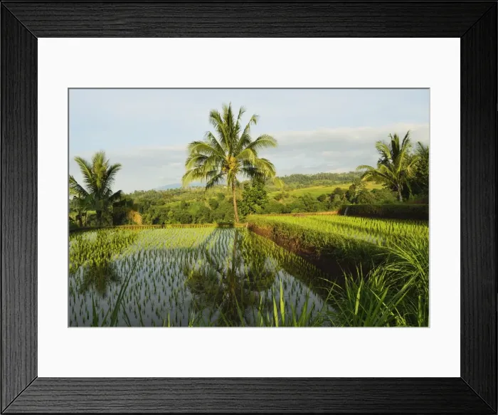 Framed Print : Rice fields, Senaru, Lombok, Indonesia, Southeast Asia, Asia Framed Print : Rice fields, Senaru, Lombok, Indonesia, Southeast Asia, Asia