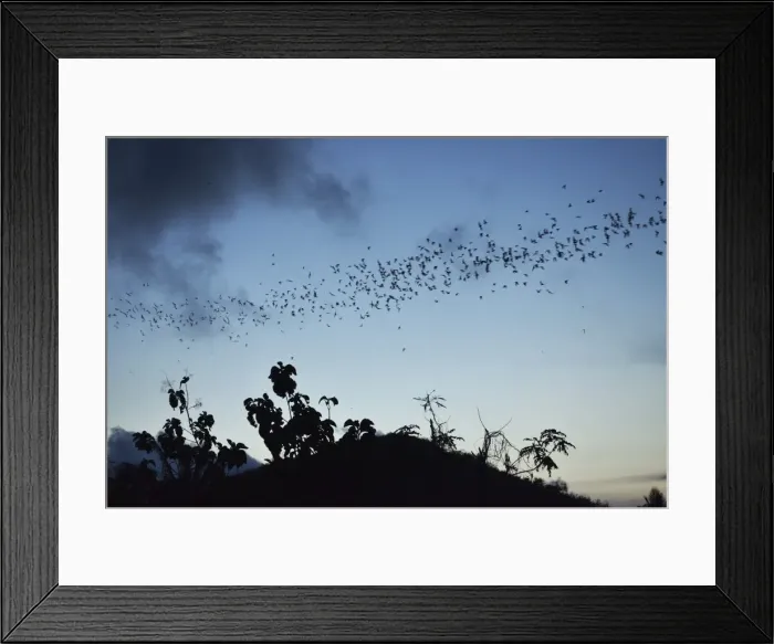 Framed Print : Bats, near Kuta, Lombok, Indonesia, Southeast Asia, Asia Framed Print : Bats, near Kuta, Lombok, Indonesia, Southeast Asia, Asia