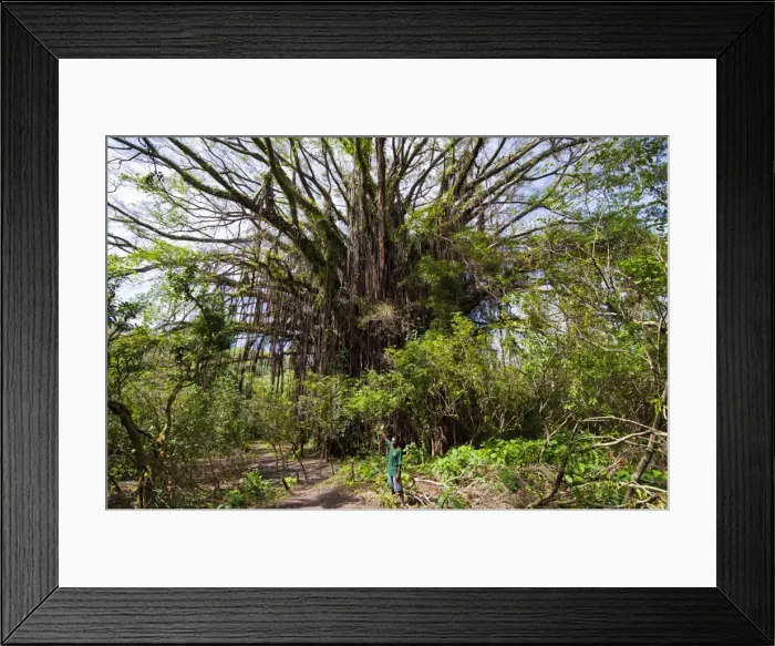 Framed Print : Giant banyan tree at the Island of Tanna, Vanuatu, South Pacific, Pacific Framed Print : Giant banyan tree at the Island of Tanna, Vanuatu, South Pacific, Pacific