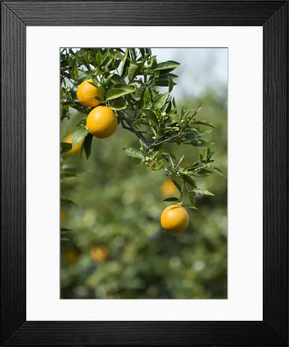 Framed Print : Detail of oranges, Cyprus, Europe Framed Print : Detail of oranges, Cyprus, Europe