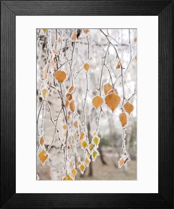 Framed Print : Frost-covered birch branches and leaves, town of Cakovice, Prague, Czech Republic, Europe Framed Print : Frost-covered birch branches and leaves, town of Cakovice, Prague, Czech Republic, Europe