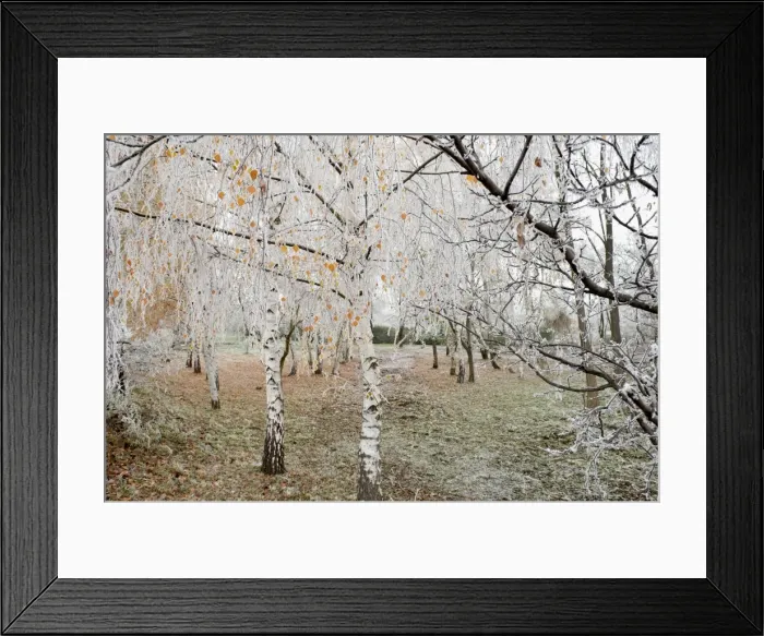 Framed Print : Frost-covered birch trees, town of Cakovice, Prague, Czech Republic, Europe Framed Print : Frost-covered birch trees, town of Cakovice, Prague, Czech Republic, Europe