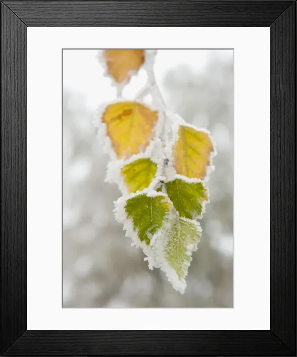 Framed Print : Frost-covered birch leaves, town of Cakovice, Prague, Czech Republic, Europe Framed Print : Frost-covered birch leaves, town of Cakovice, Prague, Czech Republic, Europe