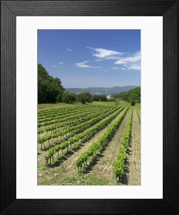 Framed Print : Vineyard, Petit Luberon, Provence, France, Europe Framed Print : Vineyard, Petit Luberon, Provence, France, Europe