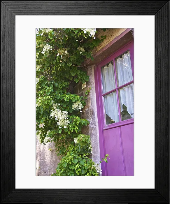 Framed Print : Beautiful mauve painted door with flowering creeper plant, Dinan, Brittany, Cotes d Armor, France, Europe Framed Print : Beautiful mauve painted door with flowering creeper plant, Dinan, Brittany, Cotes d Armor, France, Europe