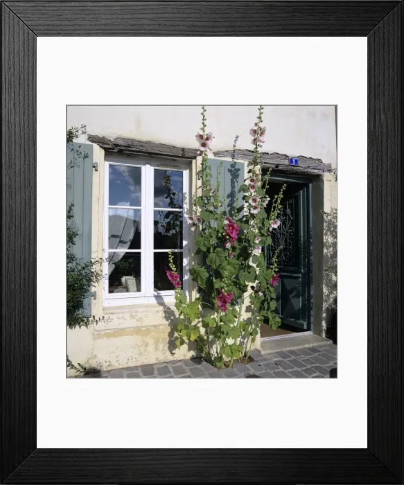 Framed Print : Typical scene of shuttered windows and hollyhocks, St. Martin, Ile de Re, Poitou-Charentes, France, Europe Framed Print : Typical scene of shuttered windows and hollyhocks, St. Martin, Ile de Re, Poitou-Charentes, France, Europe