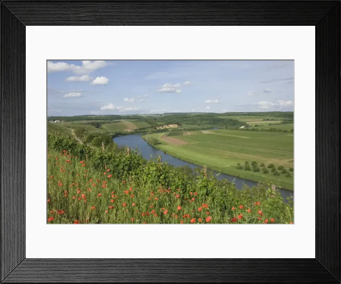 Framed Print : Poppies and vineyards along the border between Luxembourg and Germany separated by the River Moselle (Mosel), Germany, Europe Framed Print : Poppies and vineyards along the border between Luxembourg and Germany separated by the River Moselle (Mosel), Germany, Europe