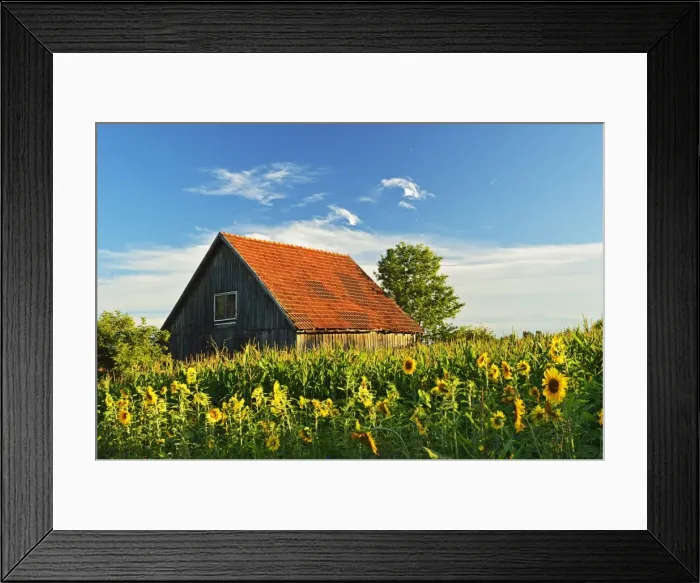 Framed Print : Rural scene with sunflowers (Helianthus annuus), near Villingen-Schwenningen, Black Forest, Schwarzwald-Baar, Baden-Wurttemberg, Germany, Europe Framed Print : Rural scene with sunflowers (Helianthus annuus), near Villingen-Schwenningen, Black Forest, Schwarzwald-Baar, Baden-Wurttemberg, Germany, Europe