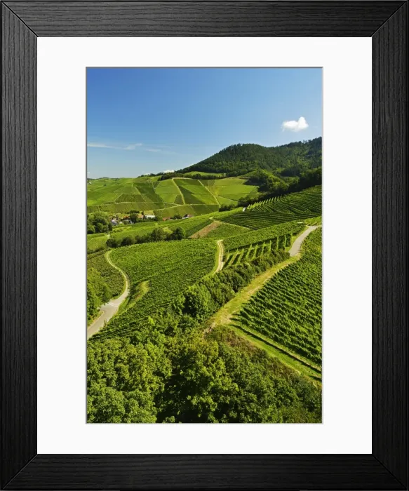 Framed Print : Vineyards, Ortenberg, Ortenau, Baden-Wurttemberg, Germany, Europe Framed Print : Vineyards, Ortenberg, Ortenau, Baden-Wurttemberg, Germany, Europe