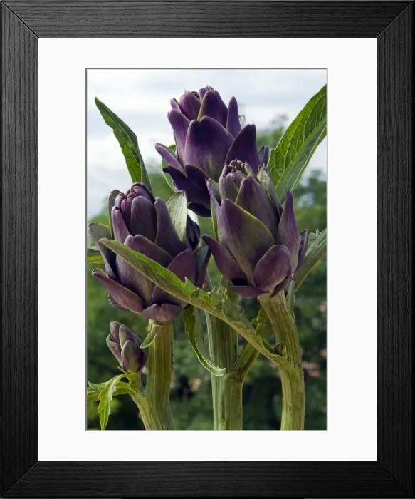 Framed Print : Artichoke on the plant in the open air, Italy, Europe Framed Print : Artichoke on the plant in the open air, Italy, Europe