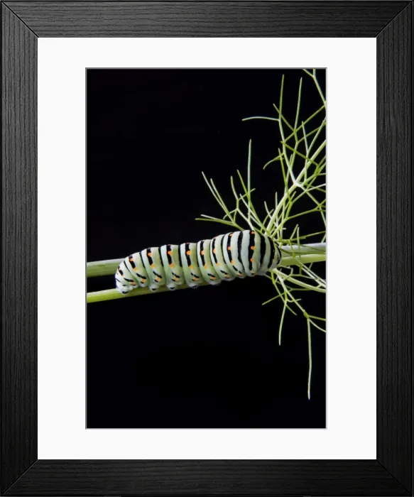 Framed Print : Papilio machaon larva, butterfly of the family Papilionidae, Italy, Europe Framed Print : Papilio machaon larva, butterfly of the family Papilionidae, Italy, Europe