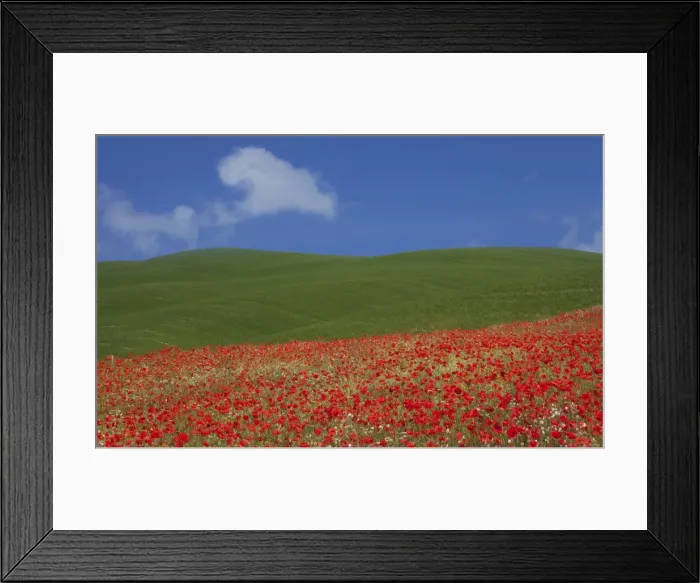 Framed Print : Green hills and red poppies near Pienza, Tuscany, Italy, Europe Framed Print : Green hills and red poppies near Pienza, Tuscany, Italy, Europe