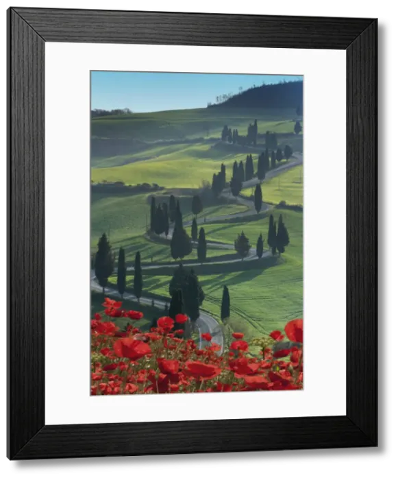 Framed Print : Winding road and poppies, Montichiello, Tuscany, Italy, Europe Framed Print : Winding road and poppies, Montichiello, Tuscany, Italy, Europe
