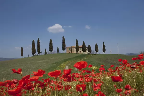 Country home and poppies, near Pienza, Tuscany, Italy, Europe