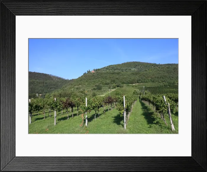 Framed Print : Vineyard, Vincenza, Veneto, Italy, Europe Framed Print : Vineyard, Vincenza, Veneto, Italy, Europe