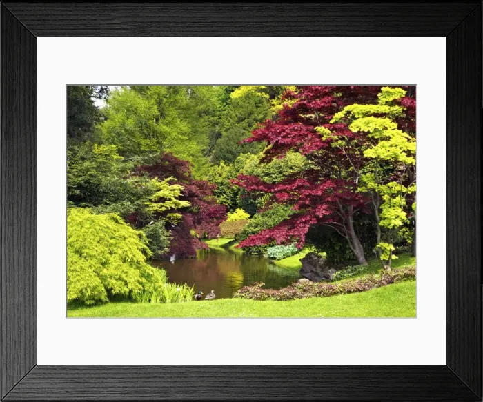Framed Print : Acer trees and pond in spring sunshine, Gardens of Villa Melzi, Bellagio, Lake Como, Lombardy, Italian Lakes, Italy, Europe Framed Print : Acer trees and pond in spring sunshine, Gardens of Villa Melzi, Bellagio, Lake Como, Lombardy, Italian Lakes, Italy, Europe
