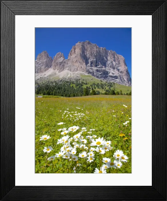 Framed Print : Sassolungo Group and daisies, Sella Pass, Trento and Bolzano Provinces, Italian Dolomites, Italy, Europe Framed Print : Sassolungo Group and daisies, Sella Pass, Trento and Bolzano Provinces, Italian Dolomites, Italy, Europe