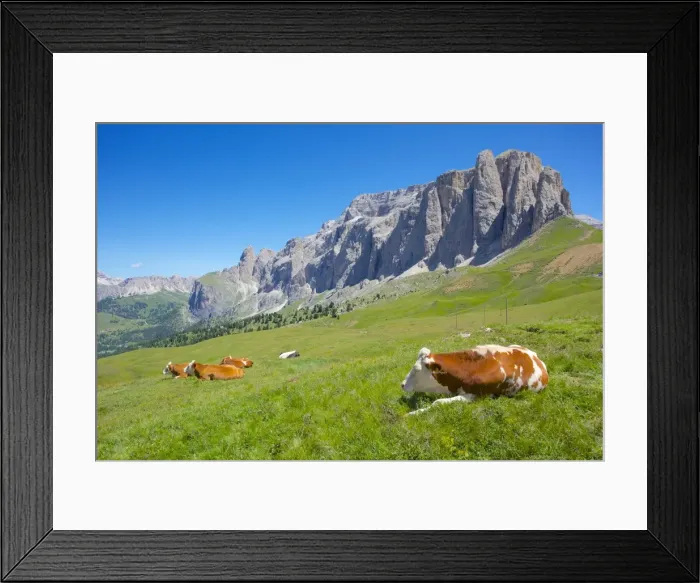 Framed Print : Cattle, Sella Pass, Trento and Bolzano Provinces, Italian Dolomites, Italy, Europe Framed Print : Cattle, Sella Pass, Trento and Bolzano Provinces, Italian Dolomites, Italy, Europe