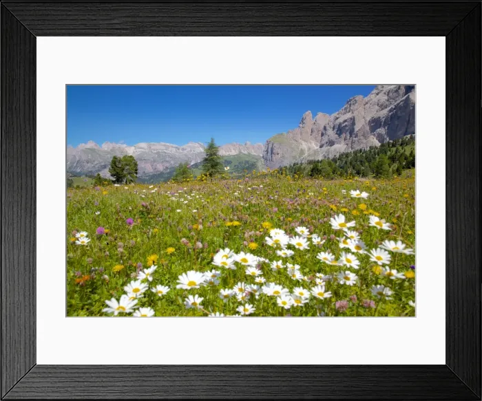 Framed Print : Daisies, Sella Pass, Trento and Bolzano Provinces, Italian Dolomites, Italy, Europe Framed Print : Daisies, Sella Pass, Trento and Bolzano Provinces, Italian Dolomites, Italy, Europe