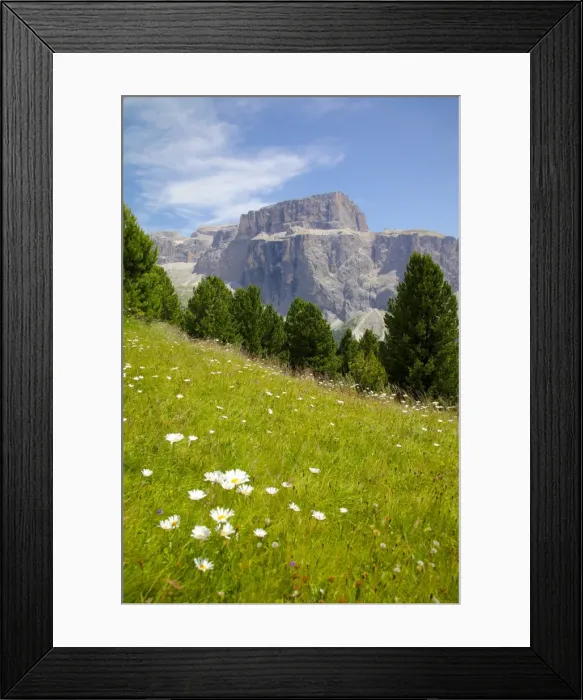 Framed Print : Sella Pass and daisies, Trento and Bolzano Provinces, Italian Dolomites, Italy, Europe Framed Print : Sella Pass and daisies, Trento and Bolzano Provinces, Italian Dolomites, Italy, Europe