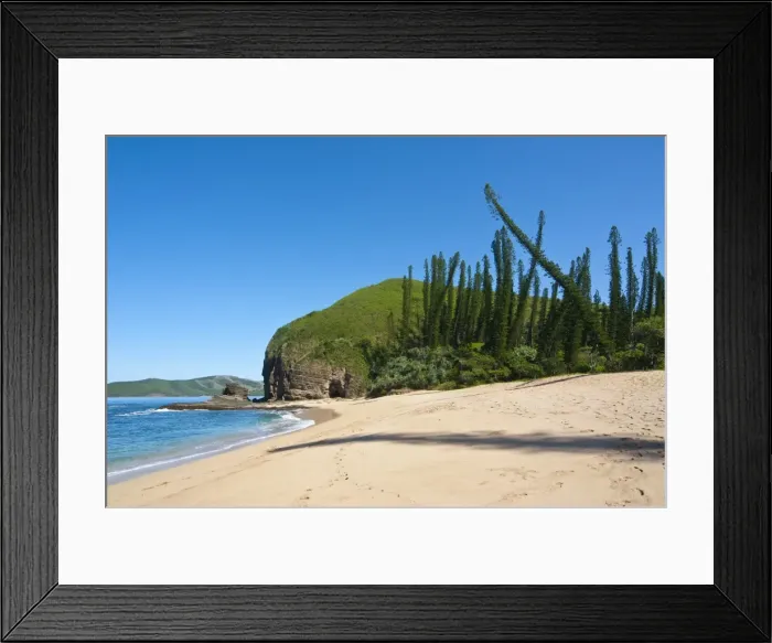 Framed Print : Wind shaped pine trees in the bay des Tortues on the West coast of Grand Terre, New Caledonia, Melanesia, South Pacific, Pacific Framed Print : Wind shaped pine trees in the bay des Tortues on the West coast of Grand Terre, New Caledonia, Melanesia, South Pacific, Pacific