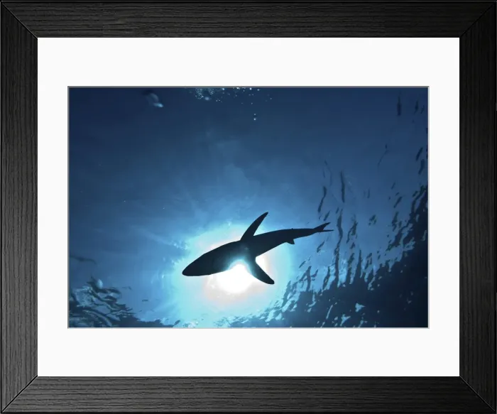 Framed Print : Blue shark (Prionace glauca) in the Azores, Portugal, Atlantic, Europe Framed Print : Blue shark (Prionace glauca) in the Azores, Portugal, Atlantic, Europe