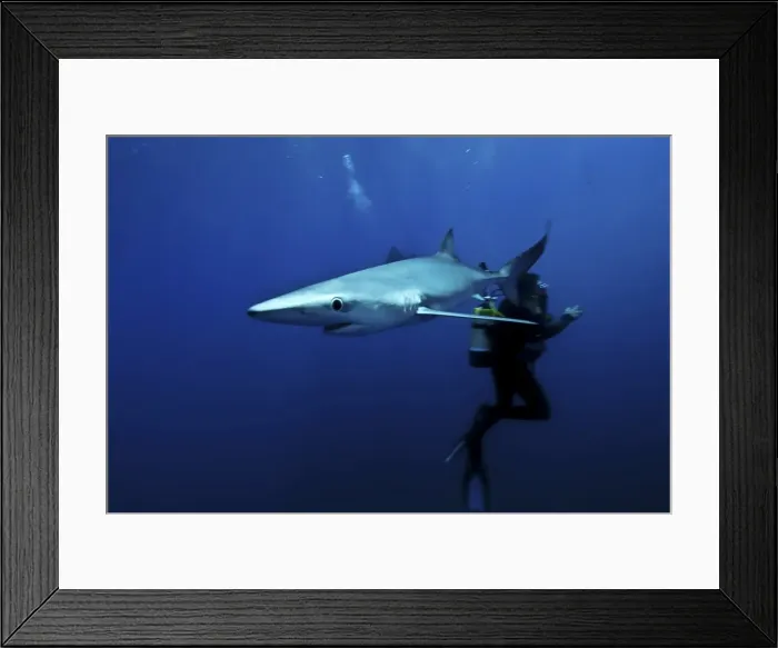 Framed Print : Blue shark (Prionace glauca) in the Azores, Portugal, Atlantic, Europe Framed Print : Blue shark (Prionace glauca) in the Azores, Portugal, Atlantic, Europe