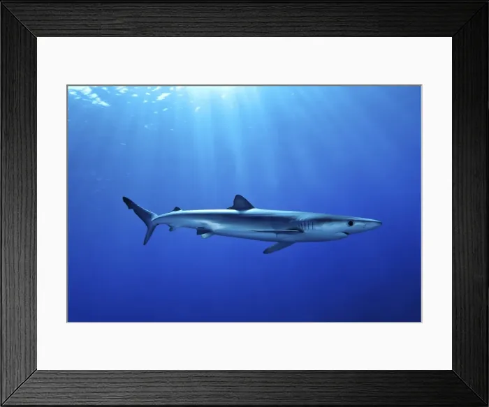 Framed Print : Blue shark (Prionace glauca) in the Azores, Portugal, Atlantic, Europe Framed Print : Blue shark (Prionace glauca) in the Azores, Portugal, Atlantic, Europe
