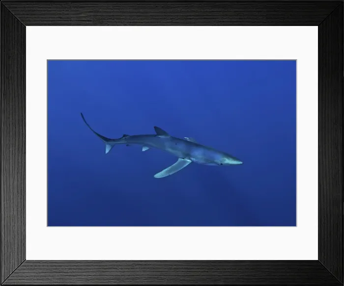 Framed Print : Blue shark (Prionace glauca) in the Azores, Portugal, Atlantic, Europe Framed Print : Blue shark (Prionace glauca) in the Azores, Portugal, Atlantic, Europe