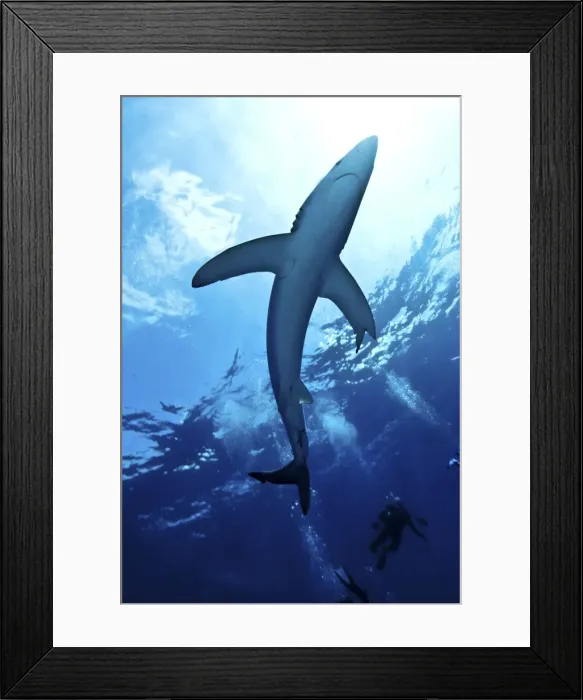 Framed Print : Blue shark (Prionace glauca) in the Azores, Portugal, Atlantic, Europe Framed Print : Blue shark (Prionace glauca) in the Azores, Portugal, Atlantic, Europe