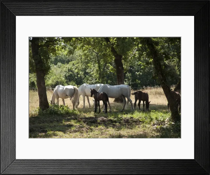 Framed Print : Lipizaner horses in the world famous Lipizaner horses farm, Lipica, Slovenia, Europe Framed Print : Lipizaner horses in the world famous Lipizaner horses farm, Lipica, Slovenia, Europe