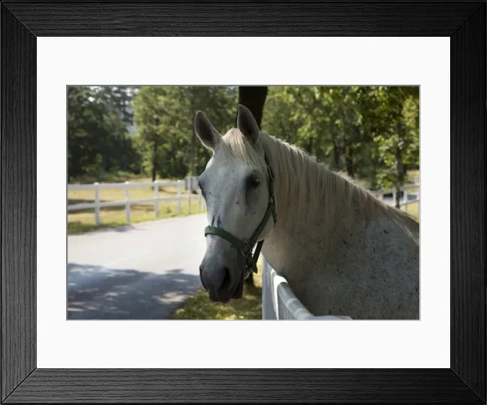 Framed Print : Lipizaner horse in the world famous Lipizaner horses farm, Lipica, Slovenia, Europe Framed Print : Lipizaner horse in the world famous Lipizaner horses farm, Lipica, Slovenia, Europe