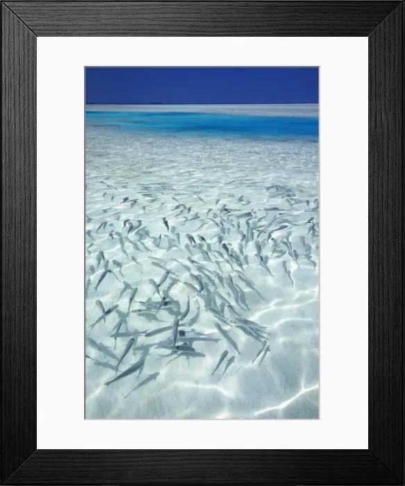 Framed Print : School of fishes and tropical lagoon, Maldives, Indian Ocean, Asia Framed Print : School of fishes and tropical lagoon, Maldives, Indian Ocean, Asia