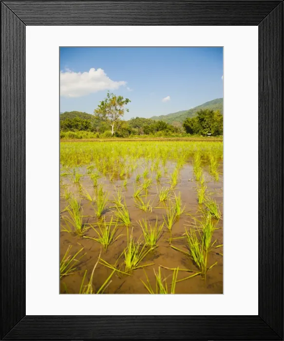 Framed Print : Rice paddy field landscape in the mountains surrounding Chiang Rai, Thailand, Southeast Asia, Asia Framed Print : Rice paddy field landscape in the mountains surrounding Chiang Rai, Thailand, Southeast Asia, Asia