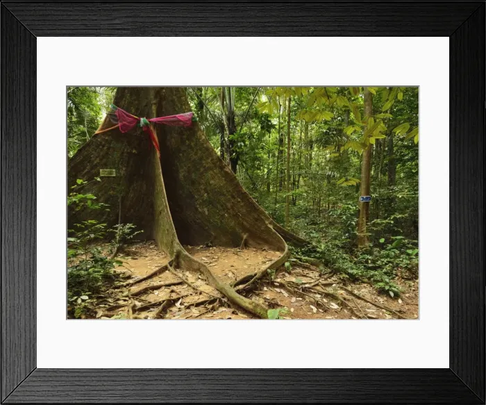 Framed Print : Rainforest, Tiger Cave Temple (Wat Tham Suea), Krabi Province, Thailand, Southeast Asia, Asia