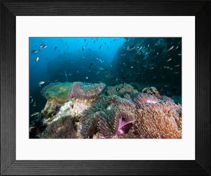 Framed Print : Carpet of anemones, Thailand, Southeast Asia, Asia Framed Print : Carpet of anemones, Thailand, Southeast Asia, Asia
