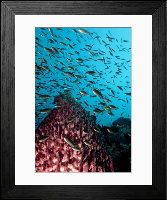Framed Print : Reef scene with vase sponge and school of fish, Thailand, Southeast Asia, Asia Framed Print : Reef scene with vase sponge and school of fish, Thailand, Southeast Asia, Asia