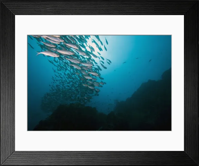 Framed Print : School of fish, Thailand, Southeast Asia, Asia Framed Print : School of fish, Thailand, Southeast Asia, Asia