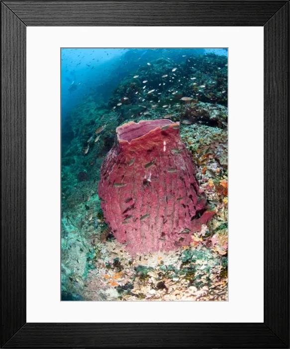 Framed Print : Giant barrel sponge, Thailand, Southeast Asia, Asia Framed Print : Giant barrel sponge, Thailand, Southeast Asia, Asia
