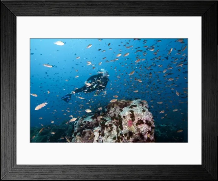 Framed Print : Diver swimming through a school of fish, Thailand, Southeast Asia, Asia Framed Print : Diver swimming through a school of fish, Thailand, Southeast Asia, Asia