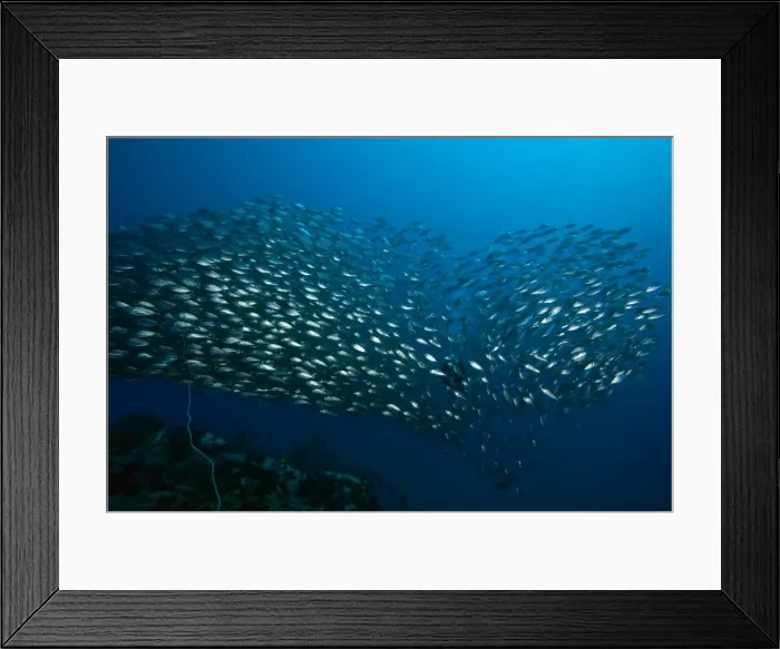 Framed Print : School of fish formed into a heart shape, Thailand, Southeast Asia, Asia Framed Print : School of fish formed into a heart shape, Thailand, Southeast Asia, Asia